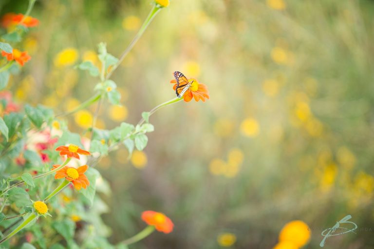 Bok Tower Gardens Engagement Orlando